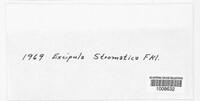 Discosphaerina stromatica image
